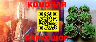 амф Кингисепп