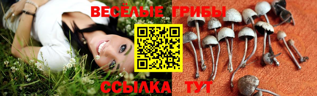 Псилоцибиновые грибы Cubensis Коммунар