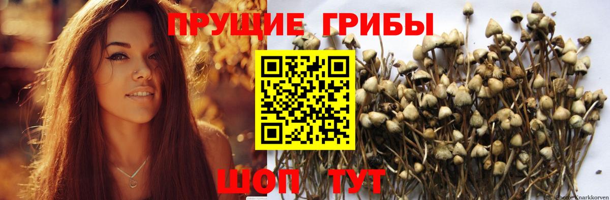 Коммунар  Галлюциногенные грибы GOLDEN TEACHER  Вход с VPN 